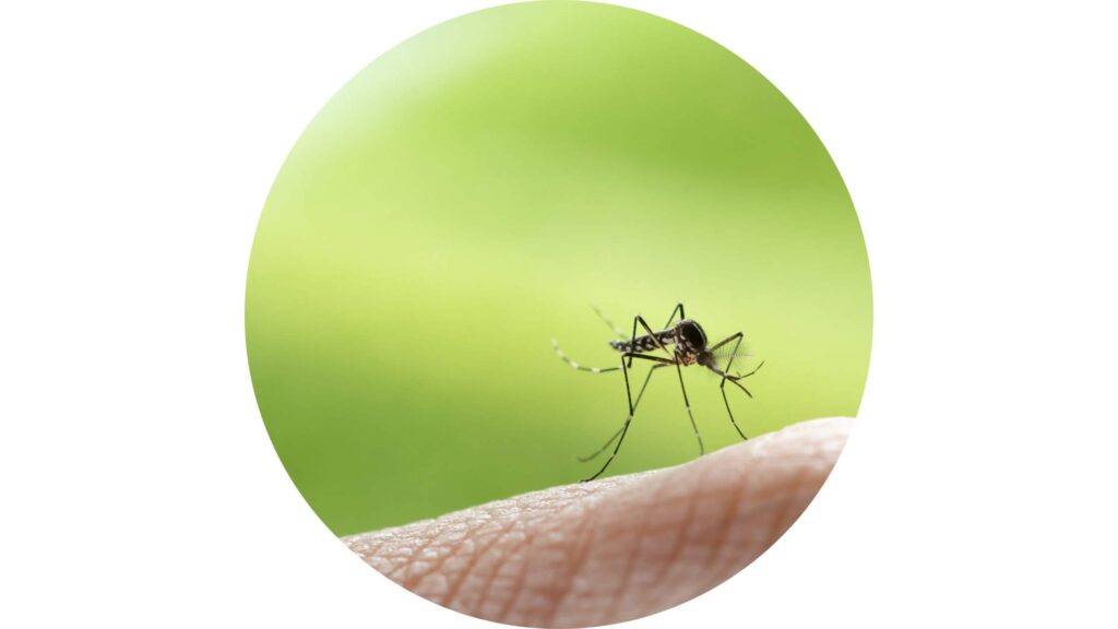 Der richtige Mückenschutz für Babys und Kinder auf Reisen